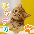 はなデカPET(330円コース)