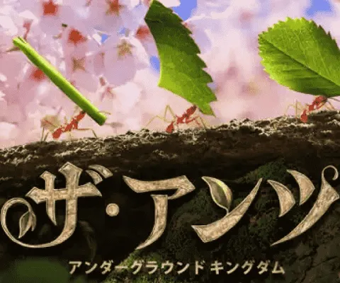 ザ・アンツ(StepUp)