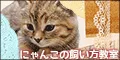 にゃんこの飼い方教室 5500円コース