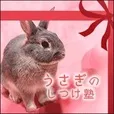 うさぎのしつけ塾(5500円コース)